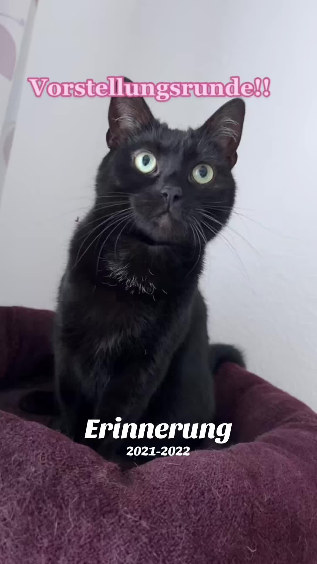 @Die süße kleine Katzencrew
