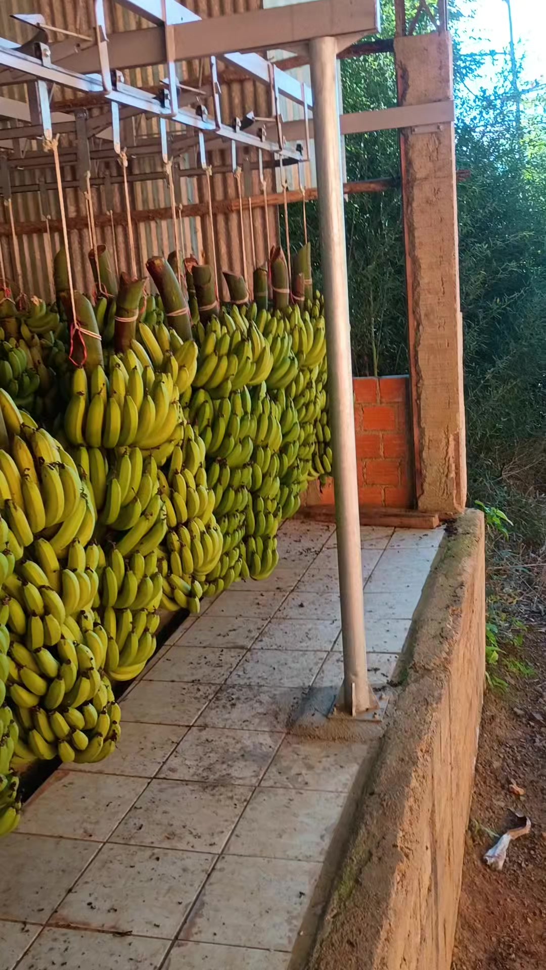 @vilmar alemão
