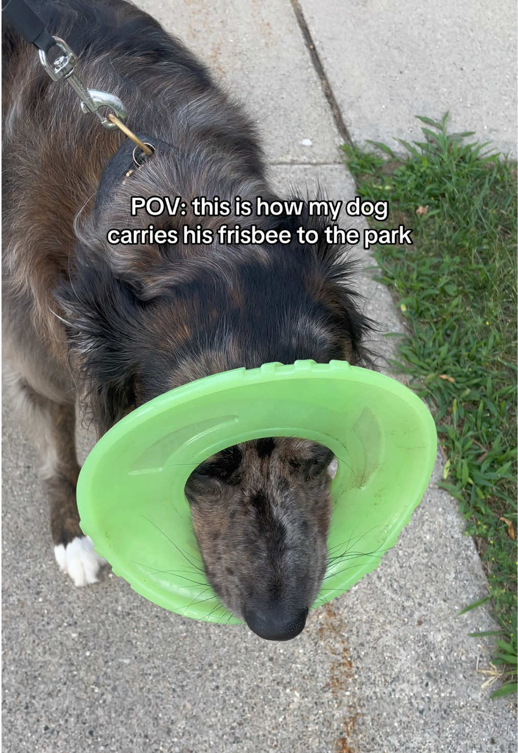 @THE LIFE OF KODA