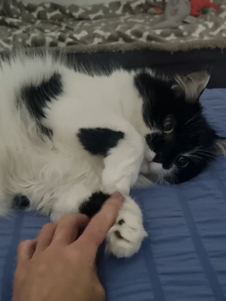 @2catlife