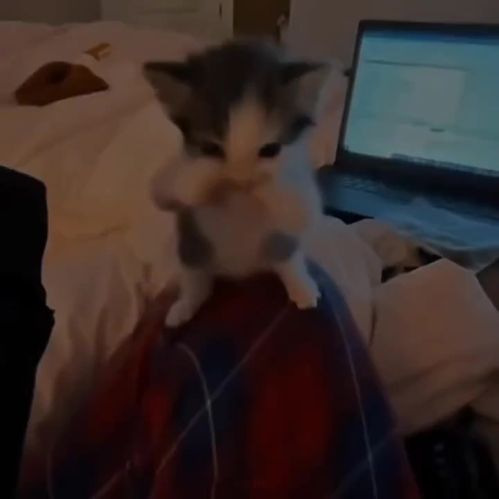 @dabackwood(intro)