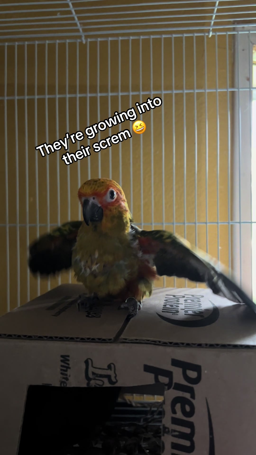 @Rain Blossom Birds