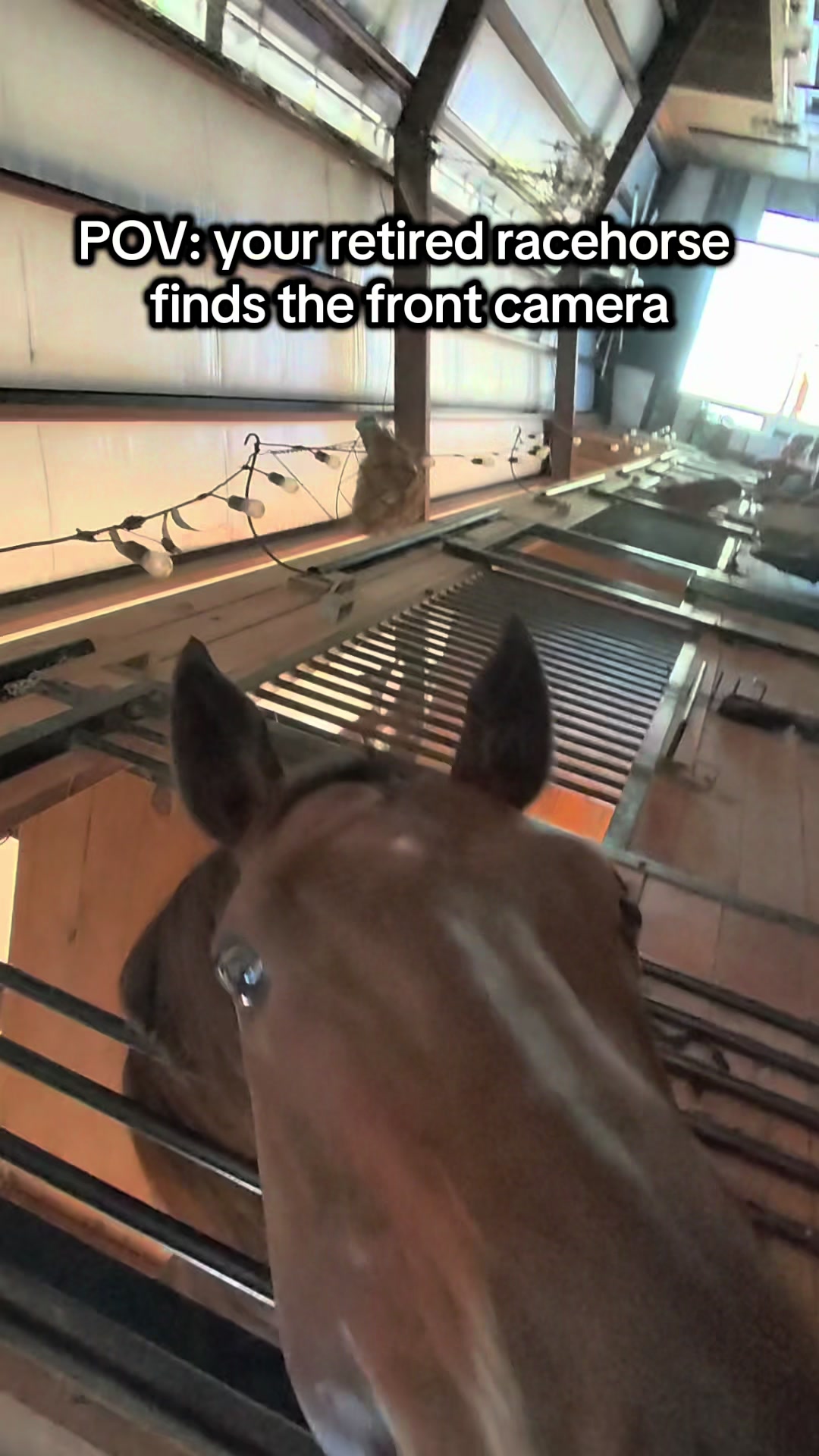 @Lacy & Shooter the OTTB