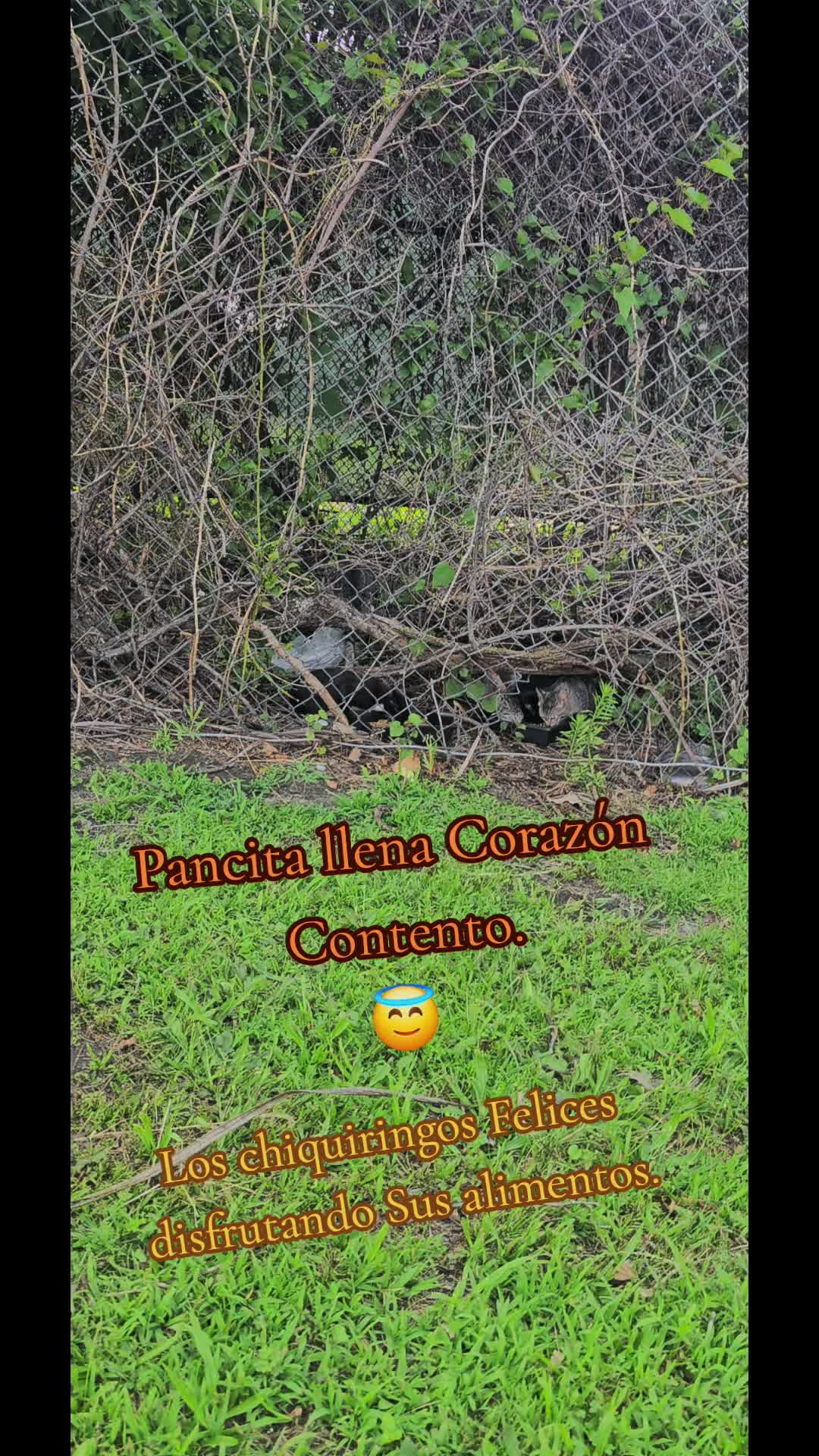 @🇲🇽Guli.Carrada 🐈⬛