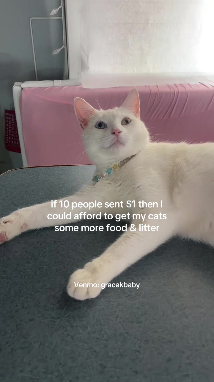 @chicken the white cat