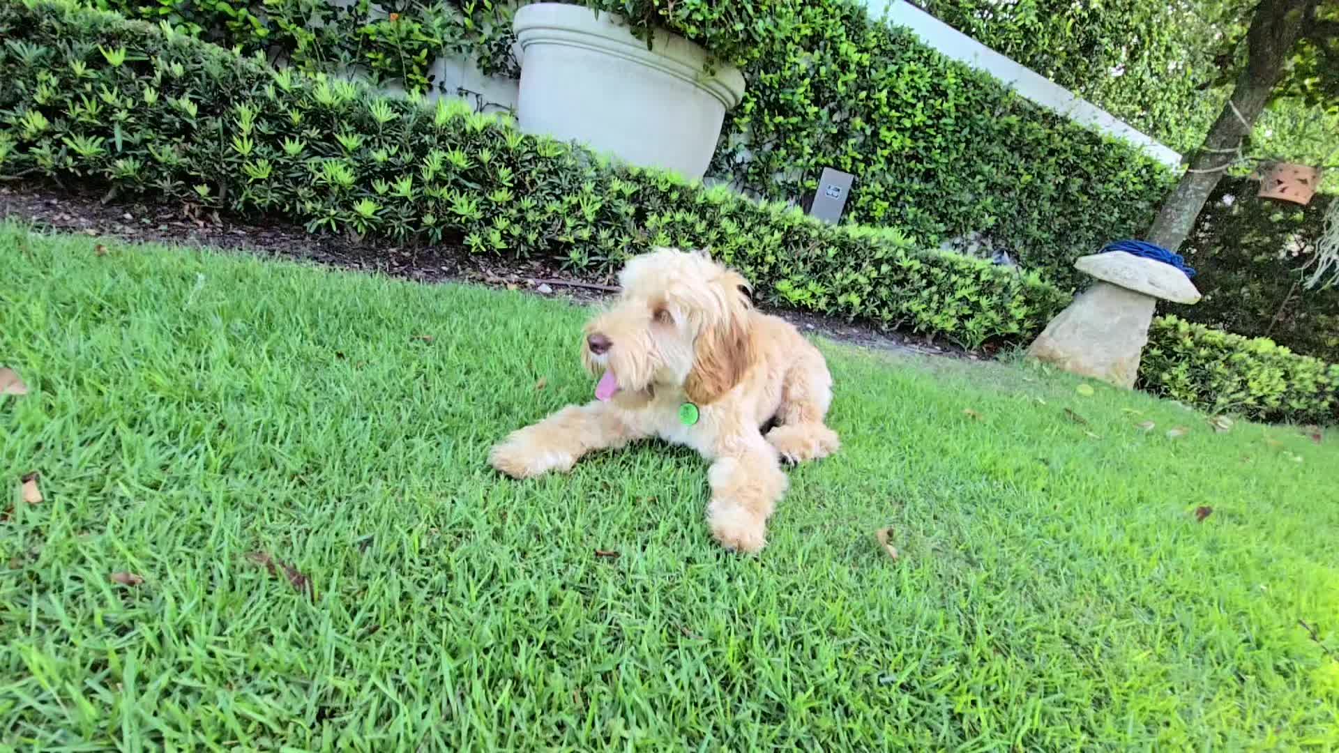 @SkkyDogWalker