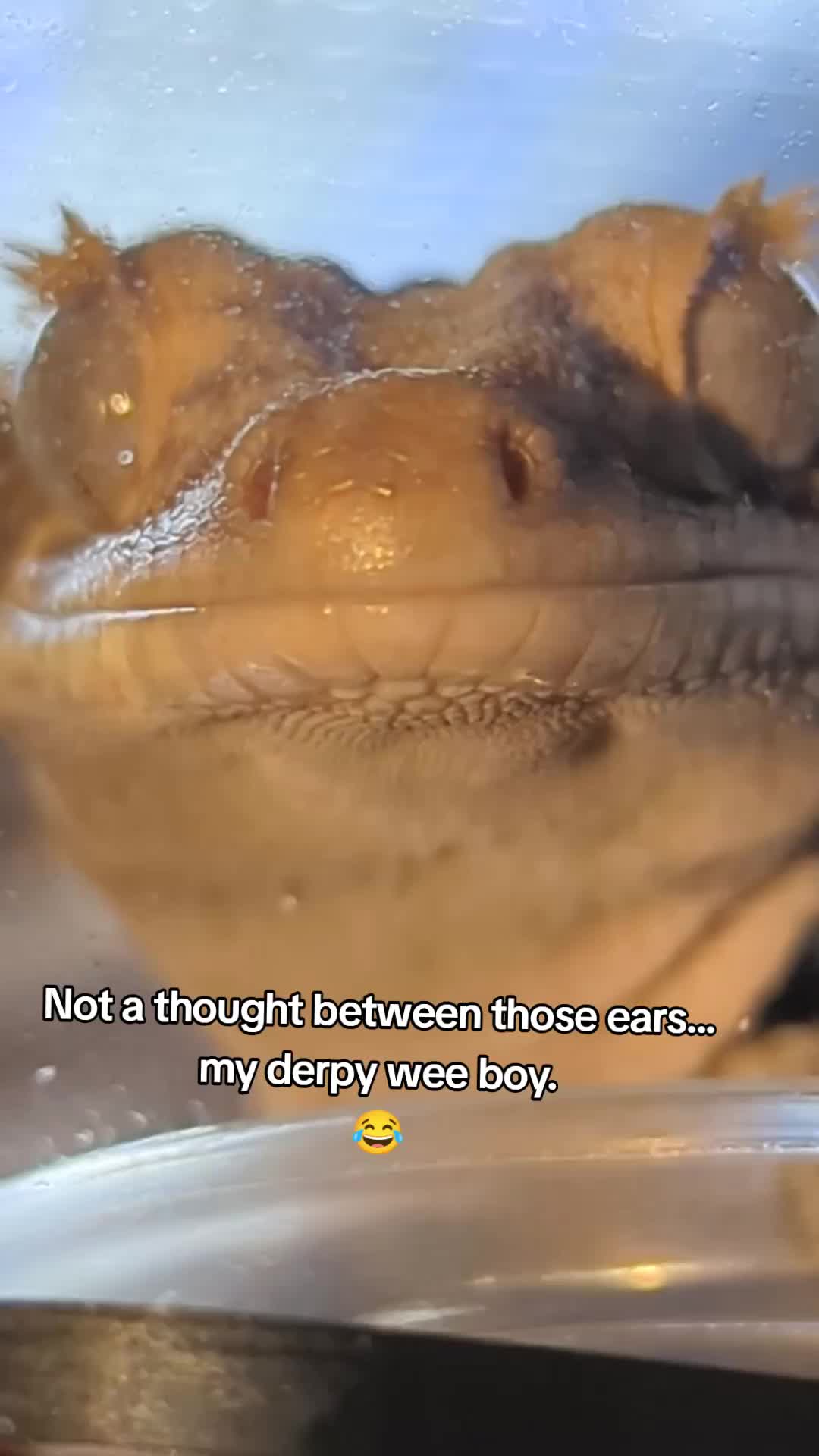 @creepy.crawlie.claire