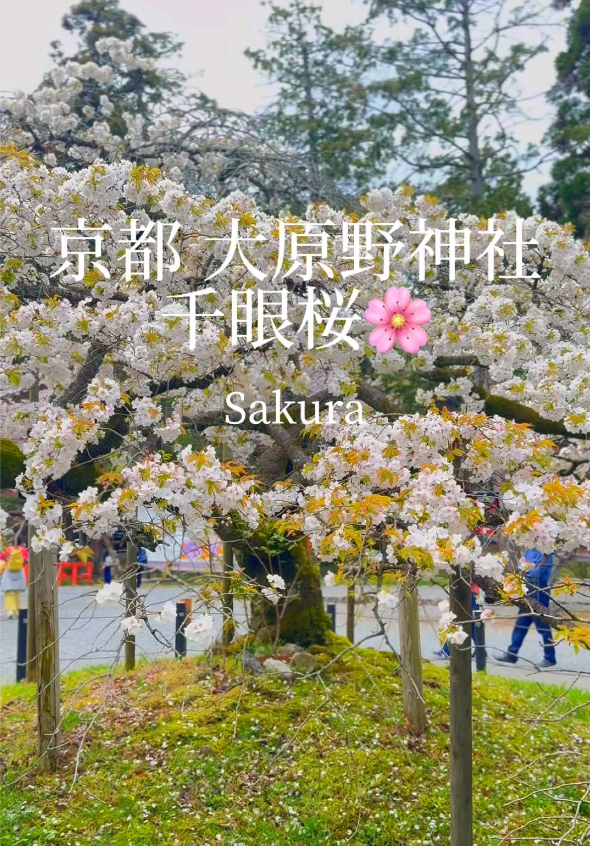 @kyoto_ken