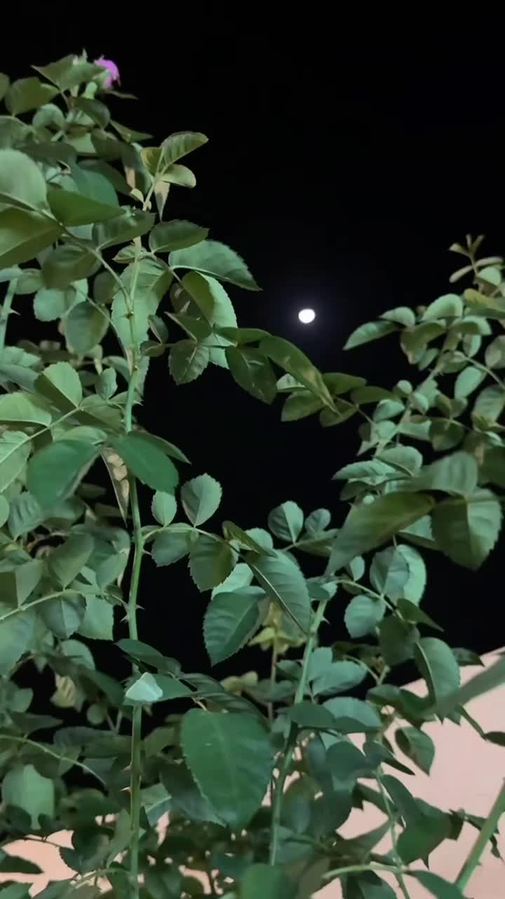 @شامي