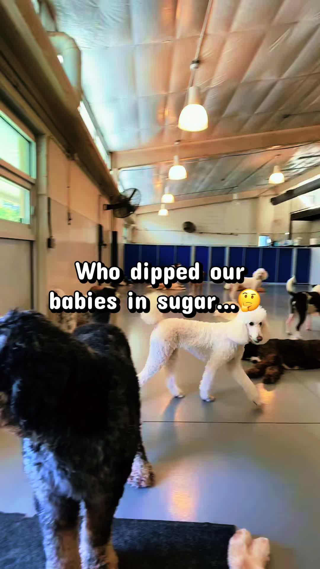 @GoDog Durham