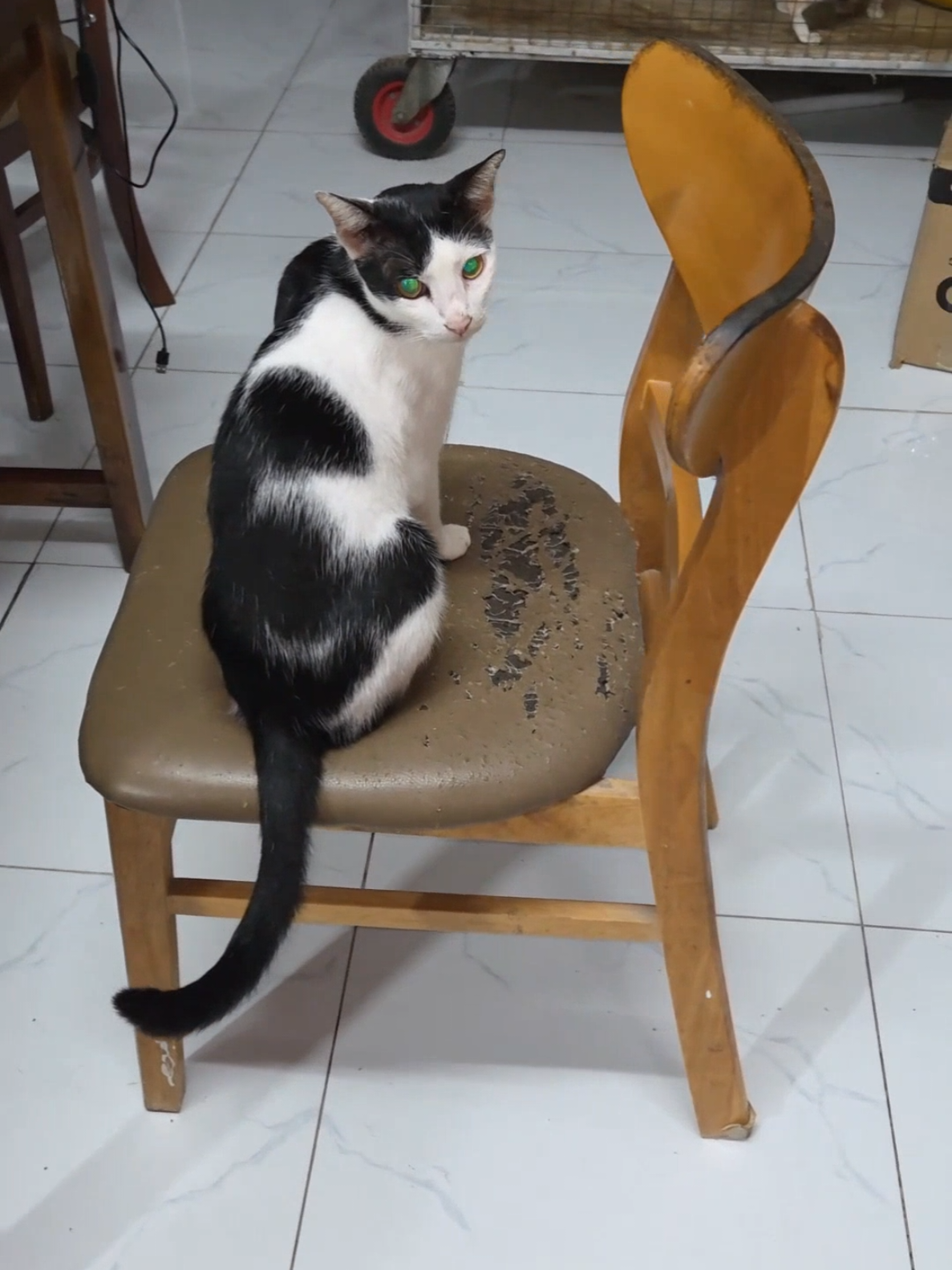 @Khế th&uacute;i
