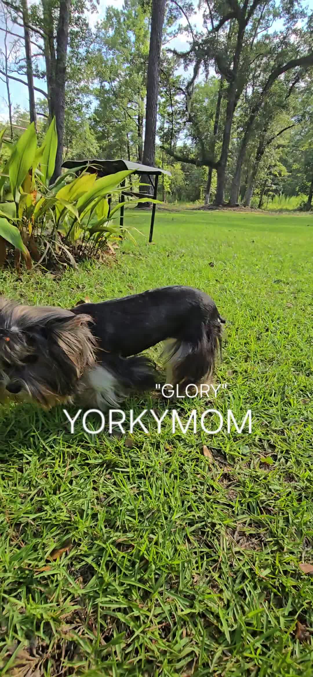 @theYorkymom