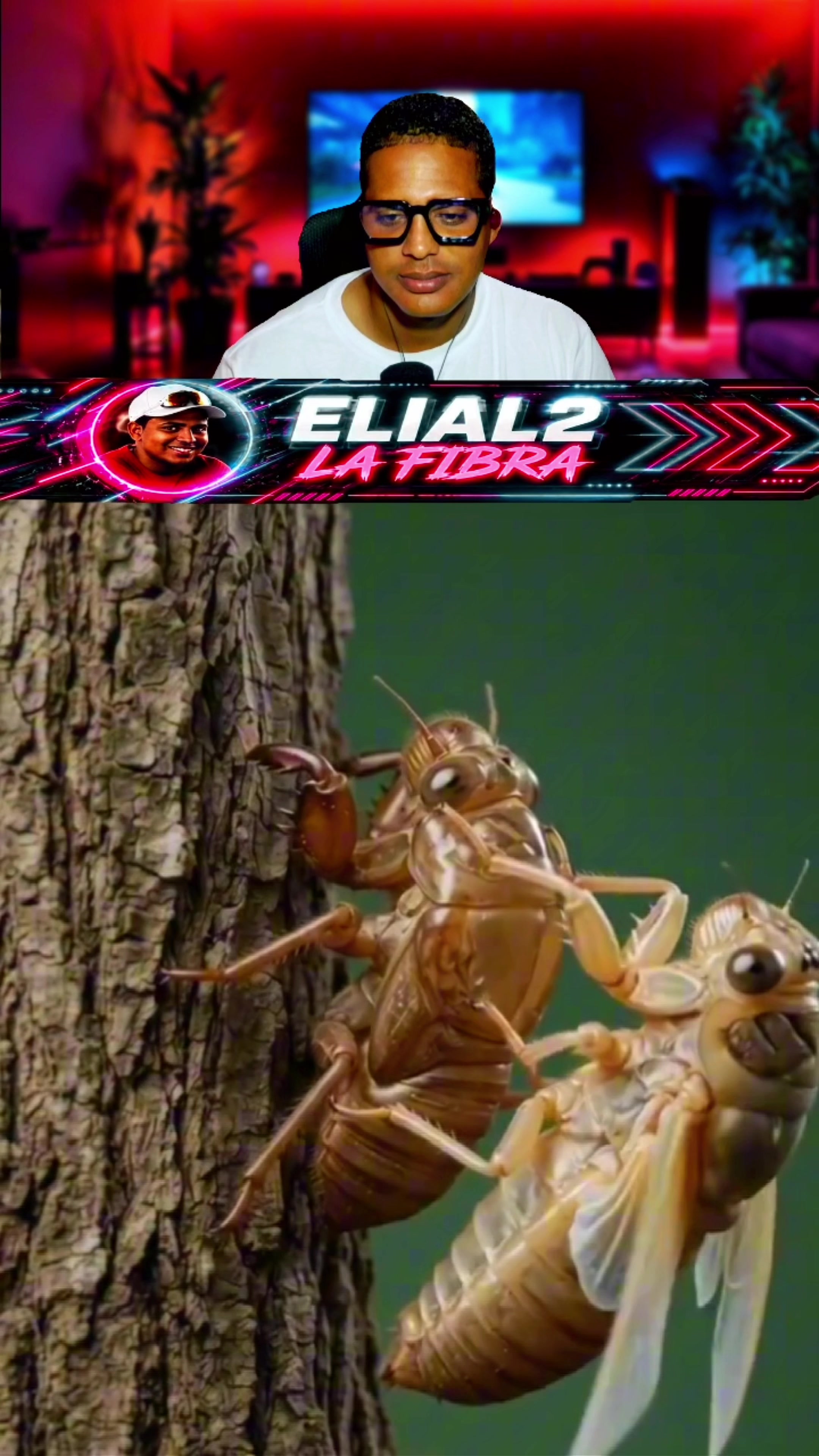 @Elial2 la fibra