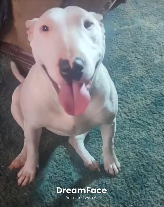 @jessibarbiesbullterrier
