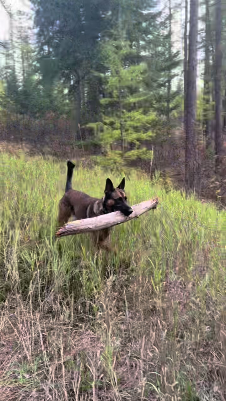 @Kodas World- Ari and Koda 🇨🇦