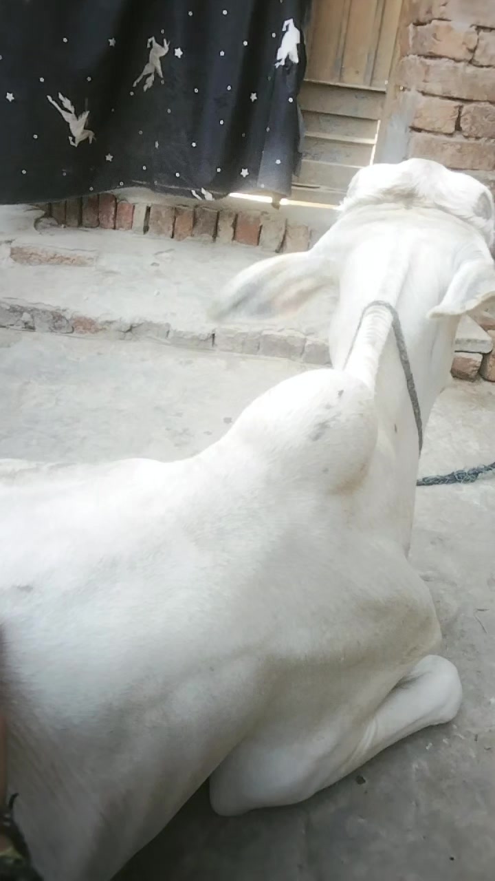 @Afzal khilji04