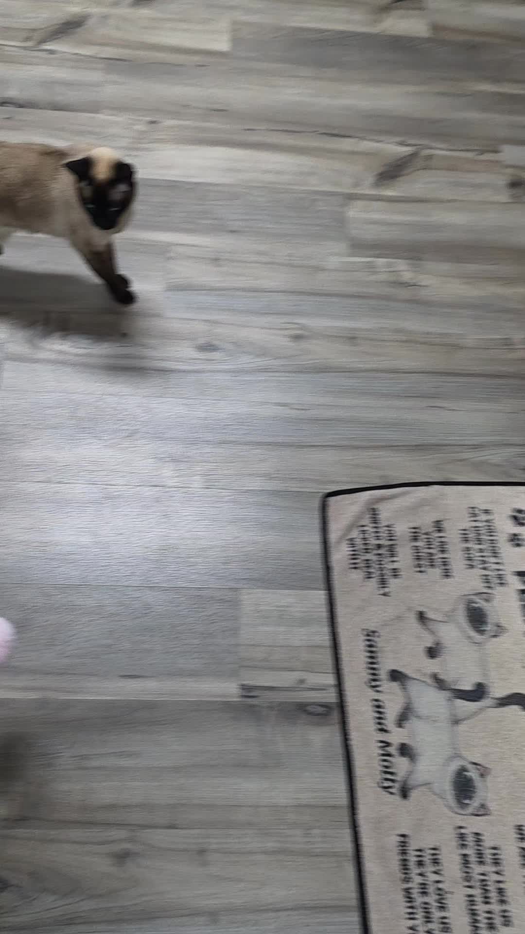 @Molly_and_Sammy