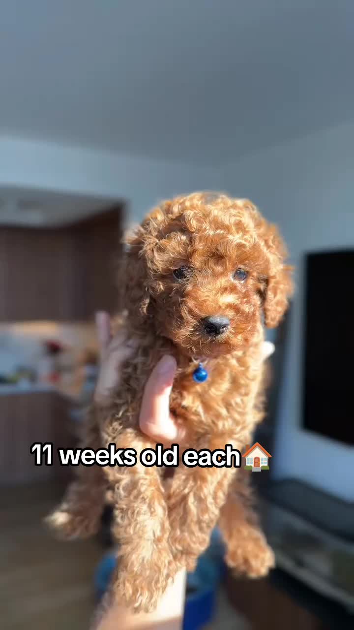 @homeraisedtinypoodles