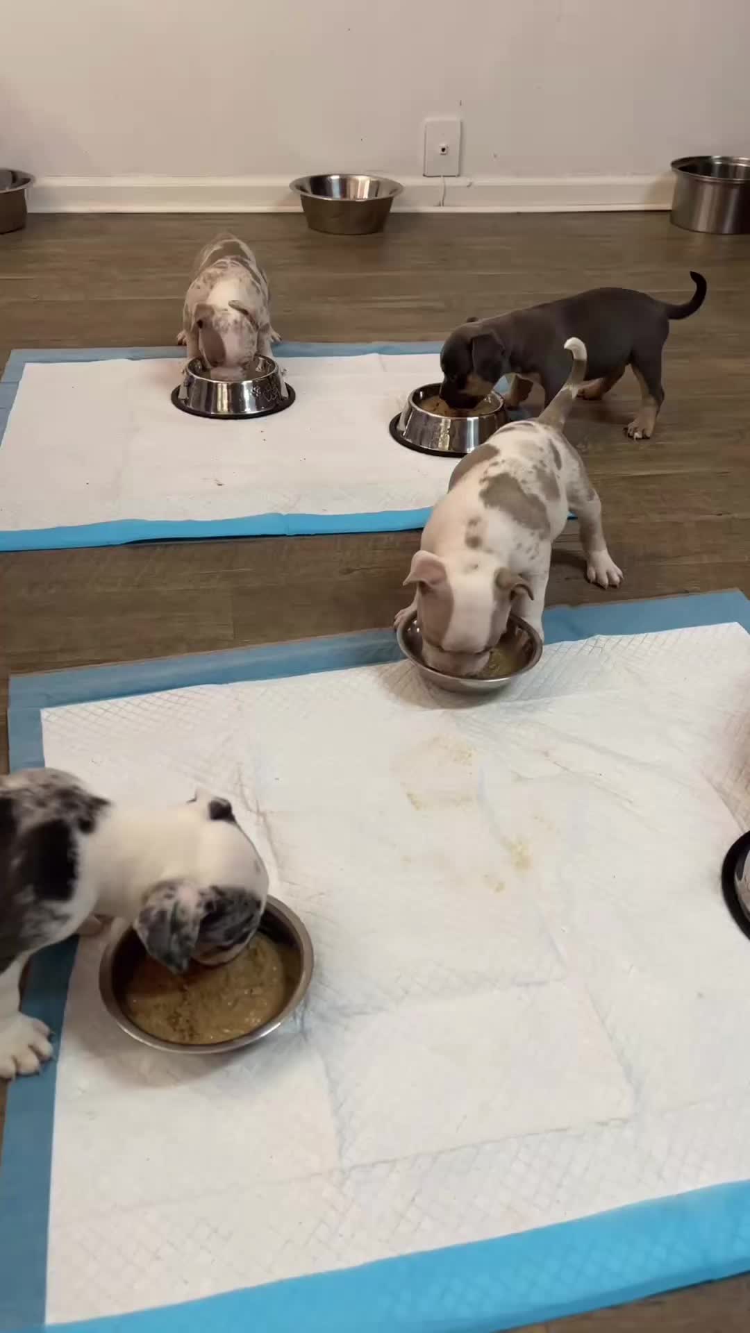 @gardnerkennel08