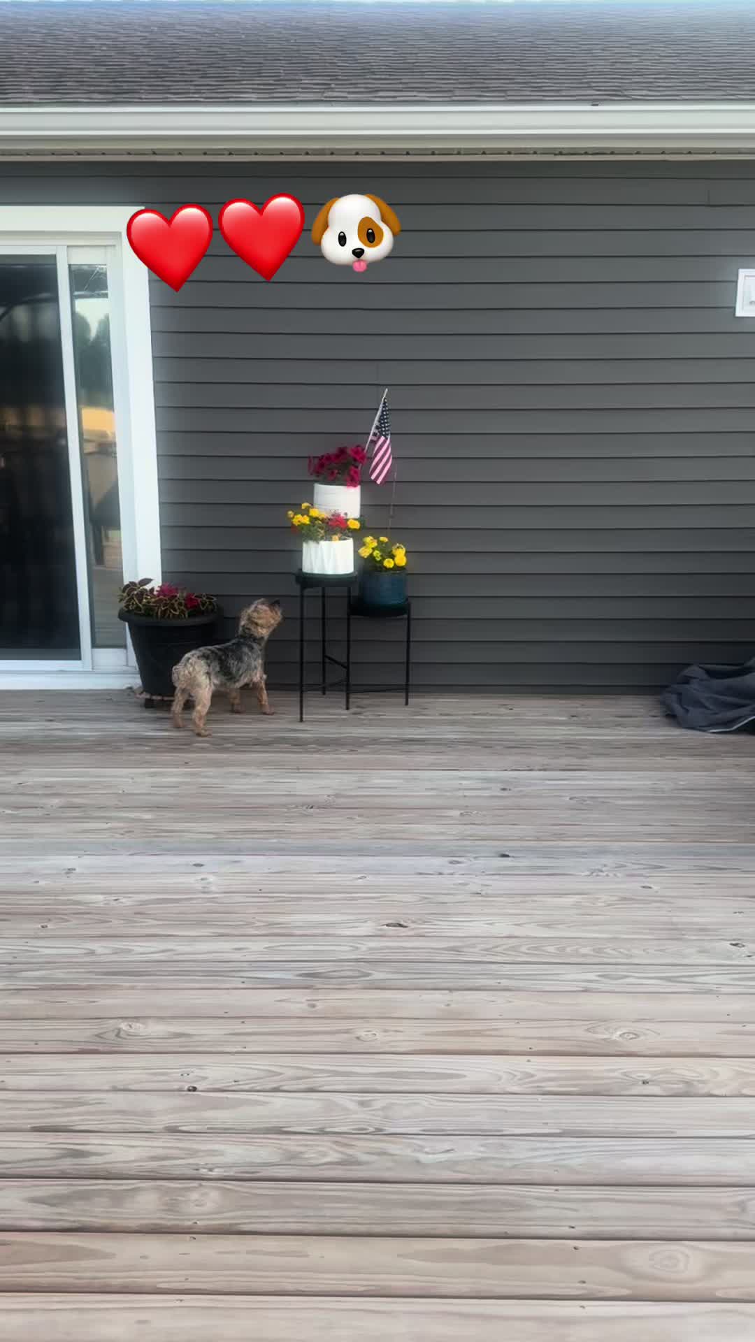 @masonyorkieandmom18