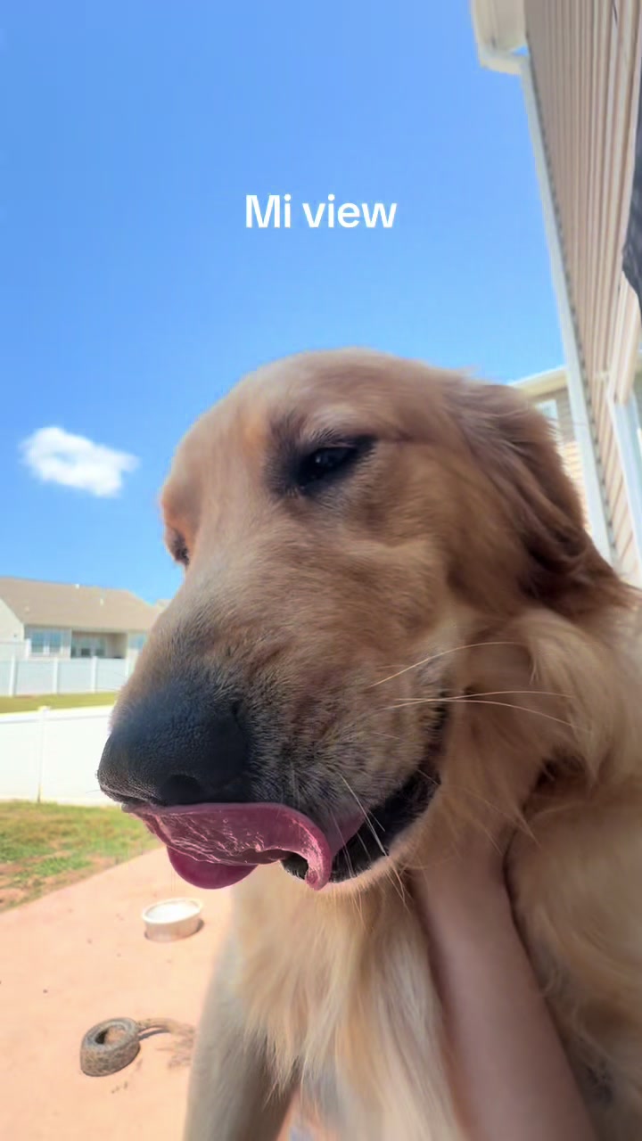 @Thebestgoldenlife