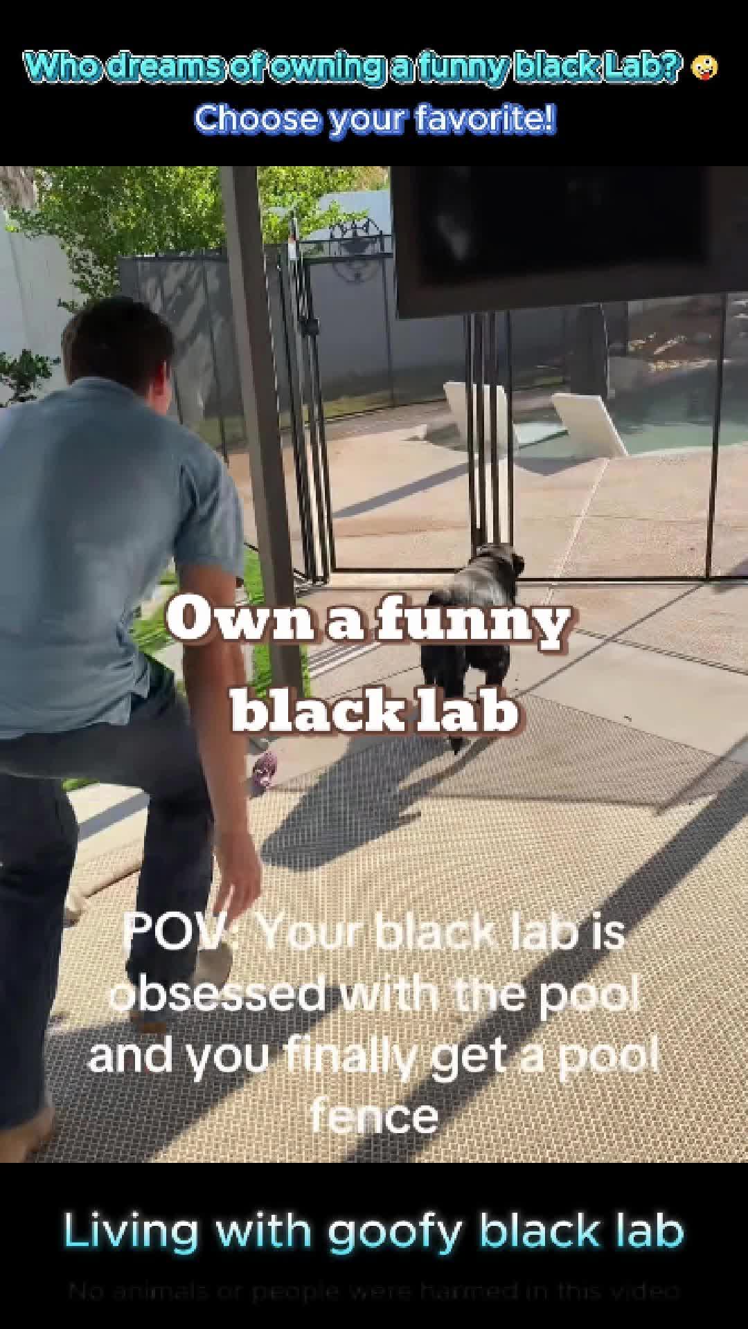 @pet.funny799