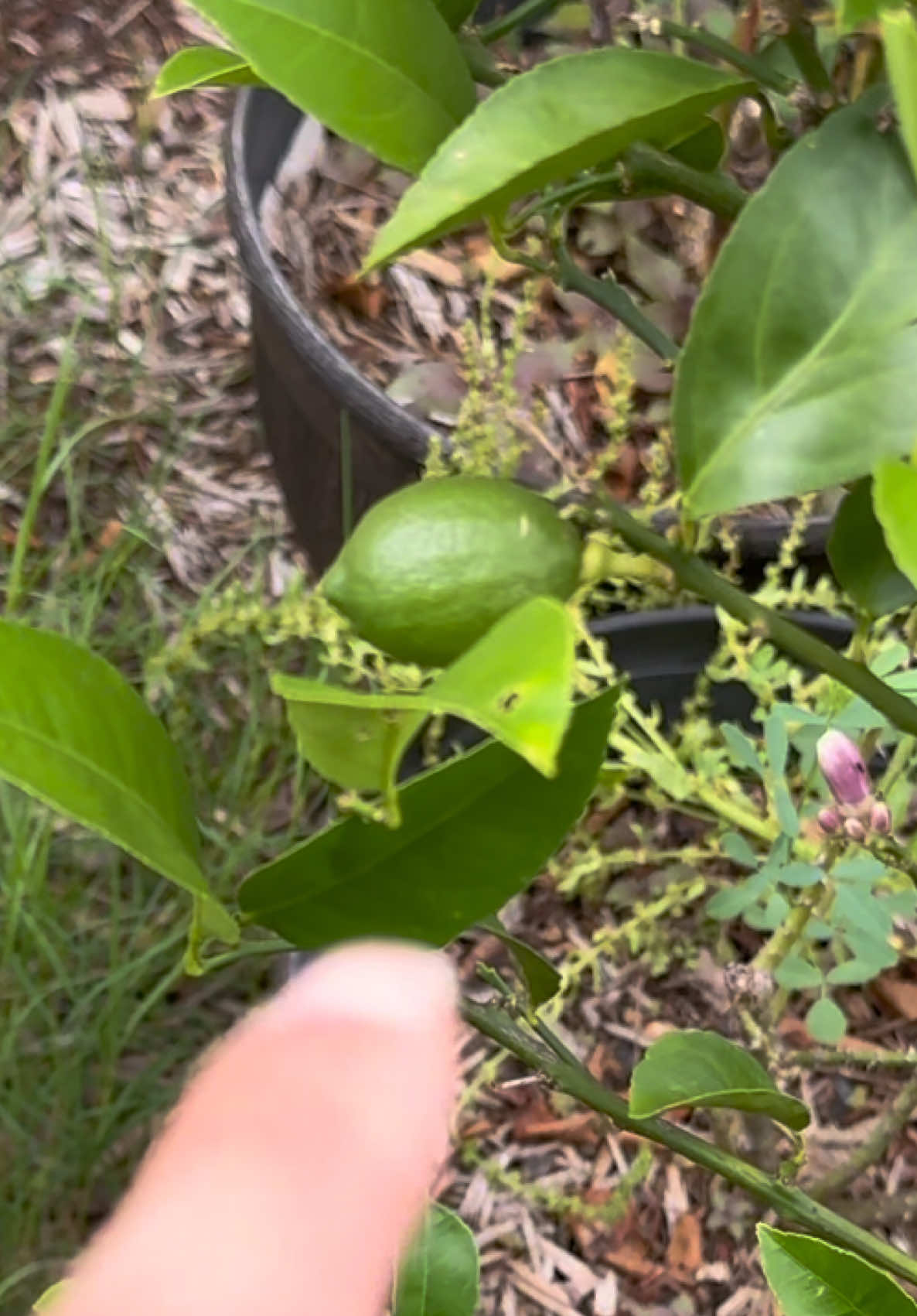 @Buff Gardener