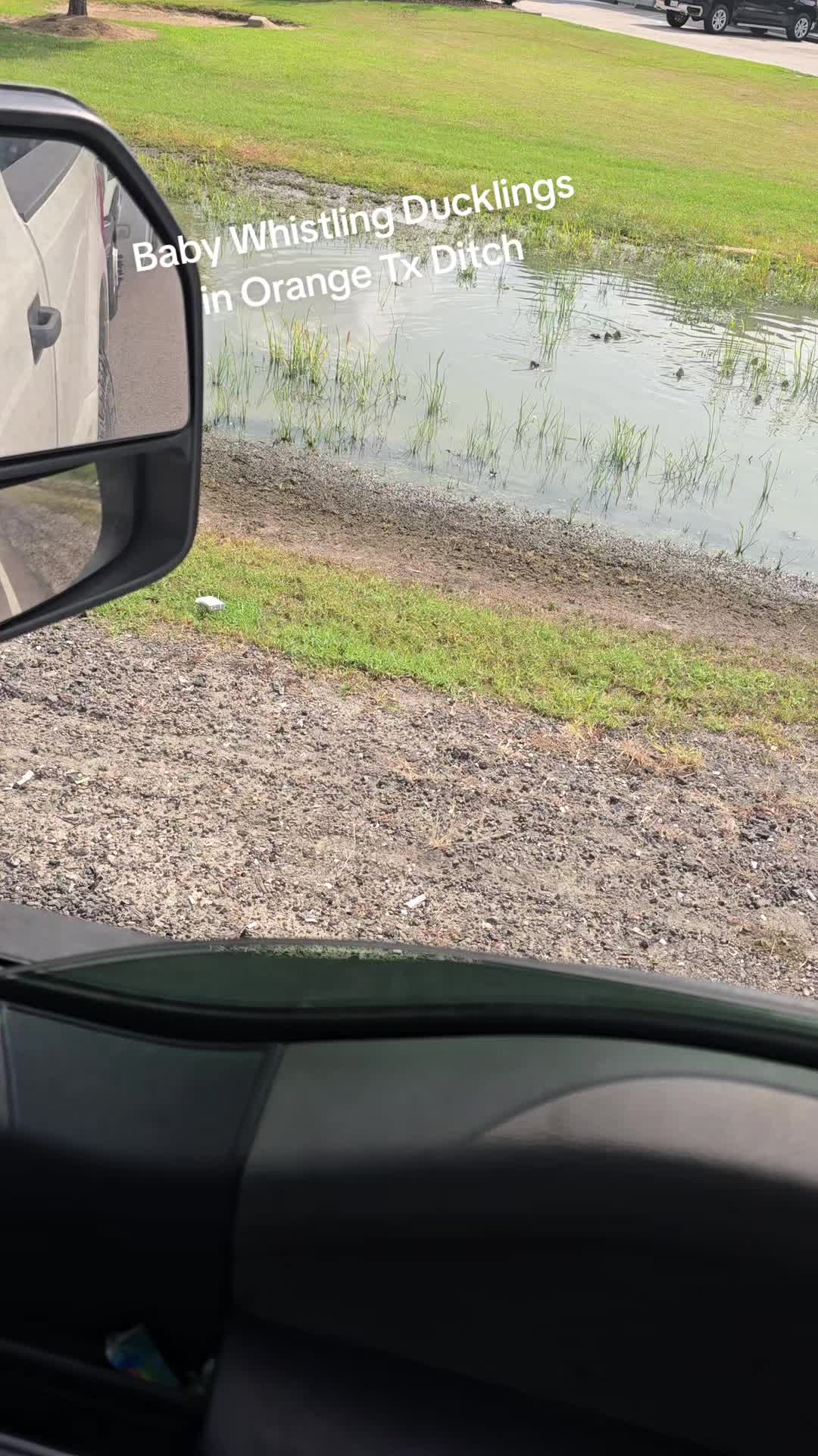 @409texasbred