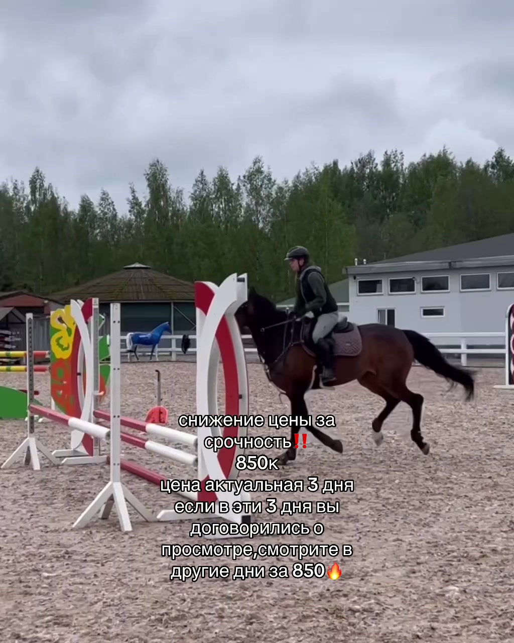 @Tгк:Margarita equestrian