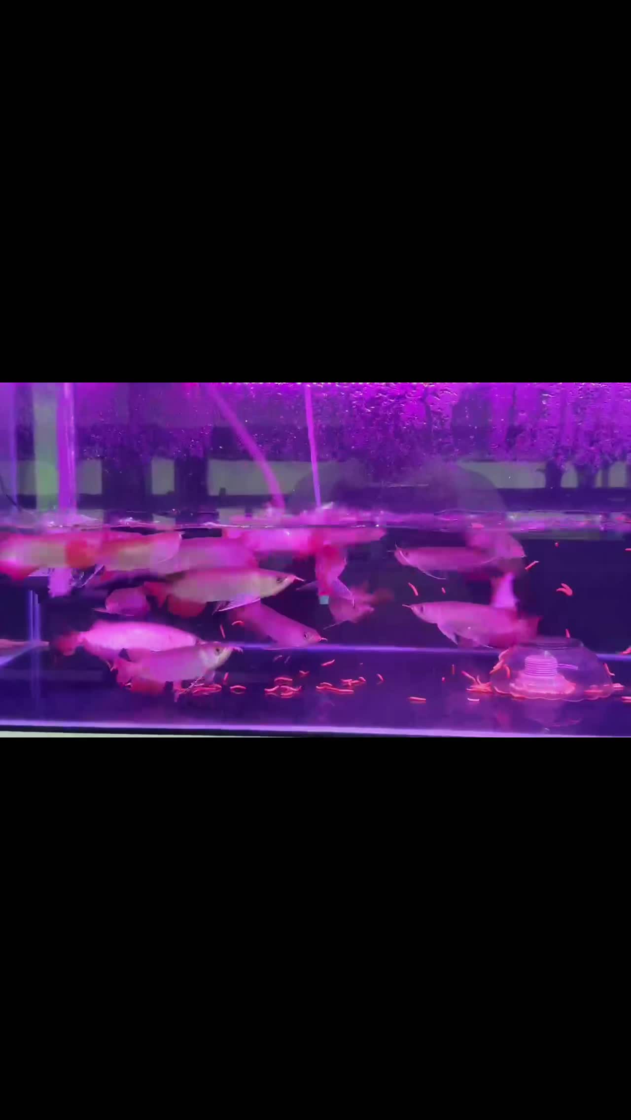 @MK AROWANA SPECIALIST