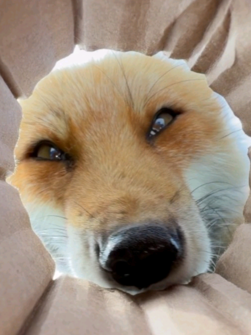 @saveafox