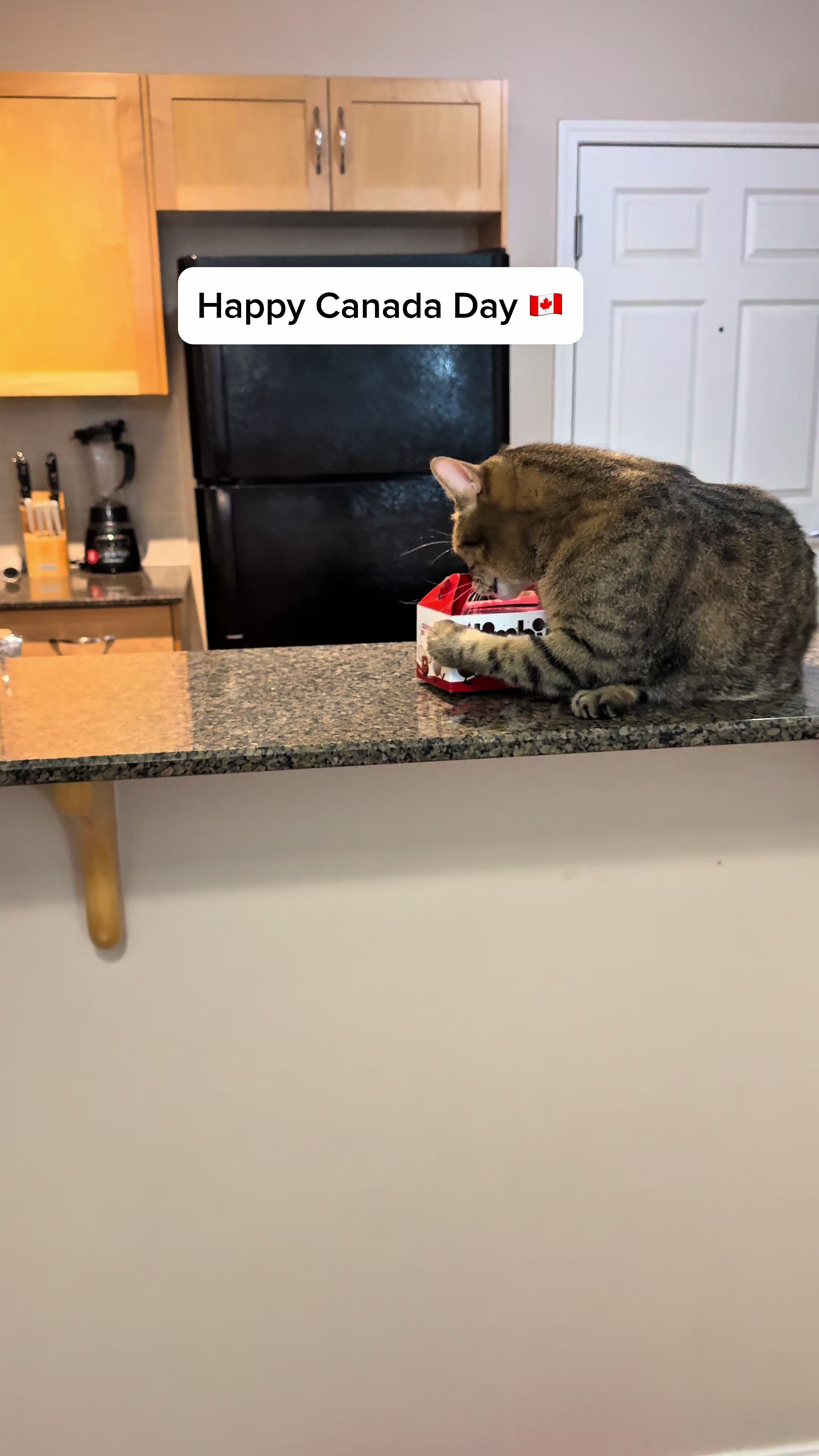 @Three Nawty Cats