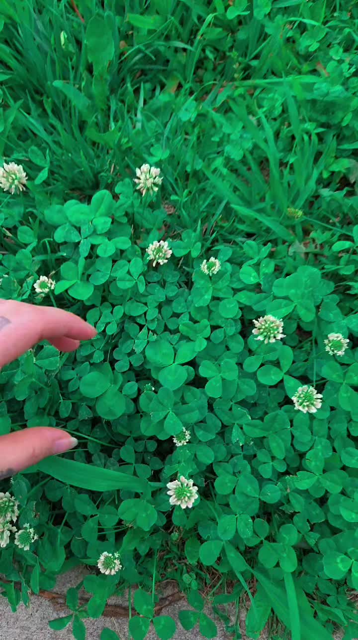 @🖤☘️L&uuml;ck&yuml;☘️🖤