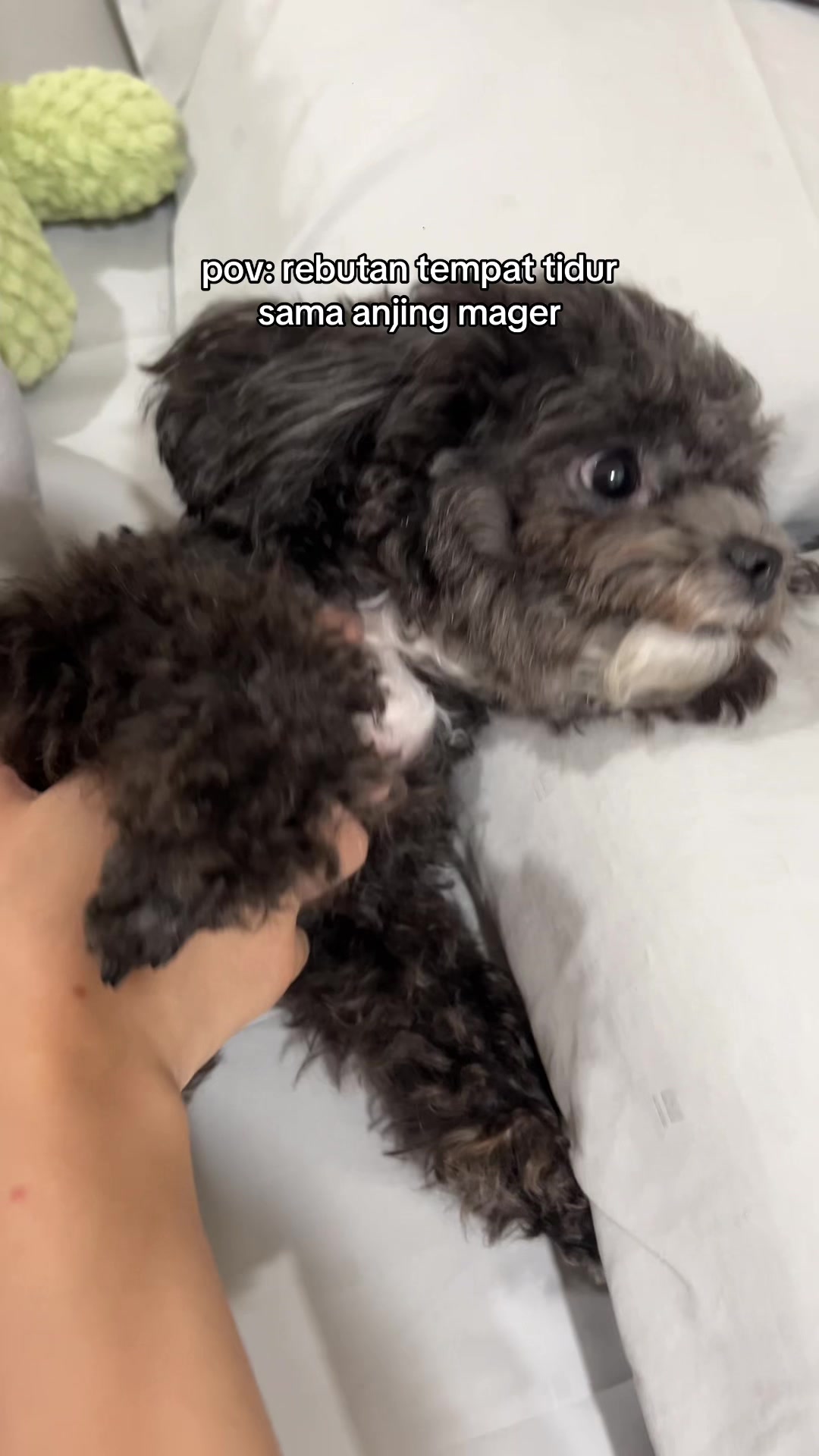 @chippi the poochon