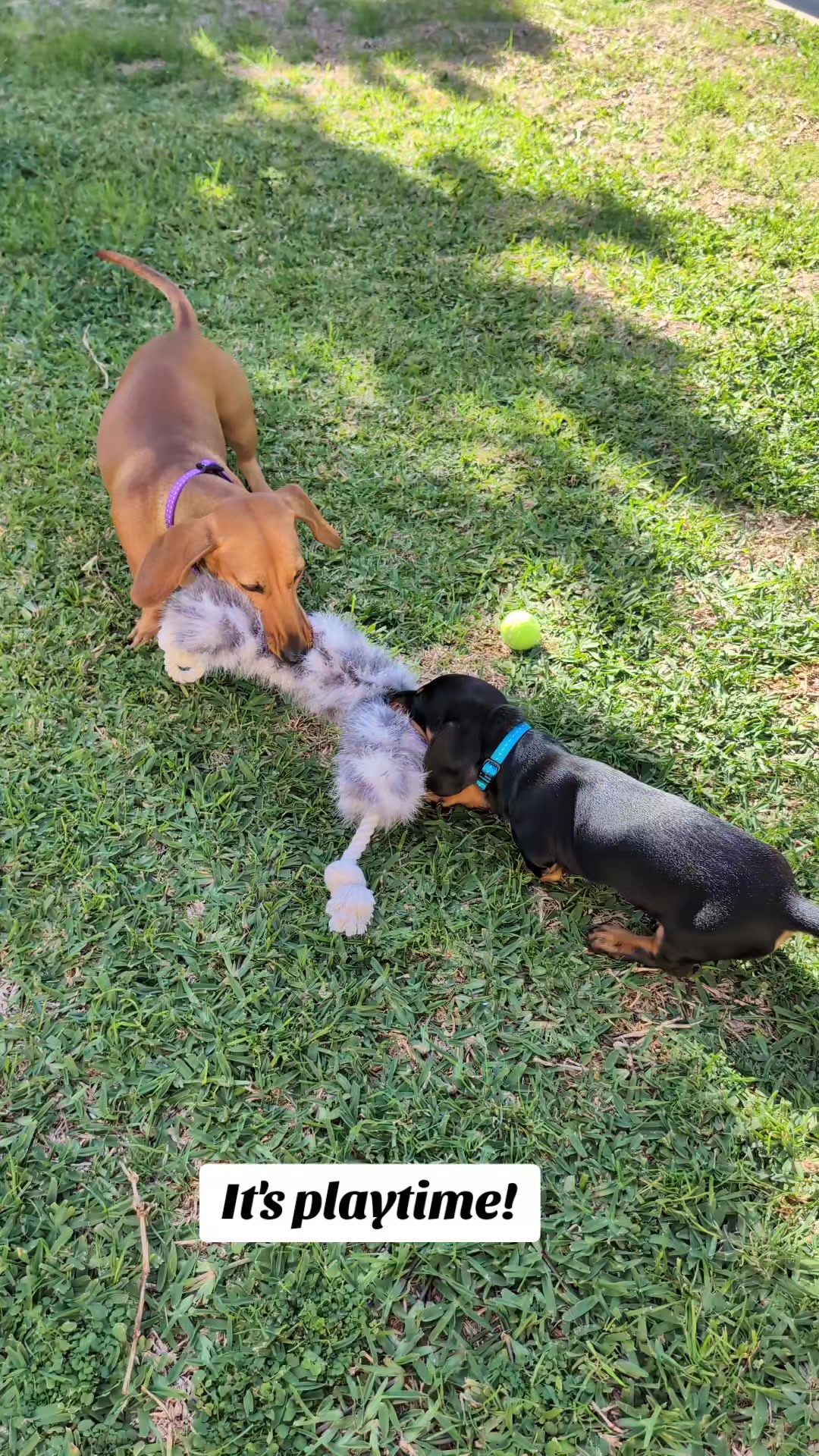 @The Dachshund Diaries 🐾