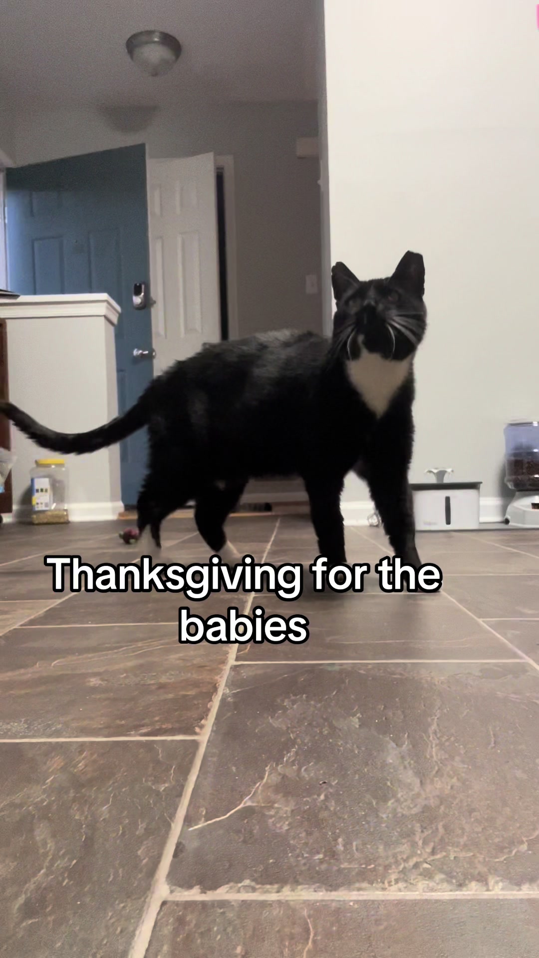 @Toby Purrrs
