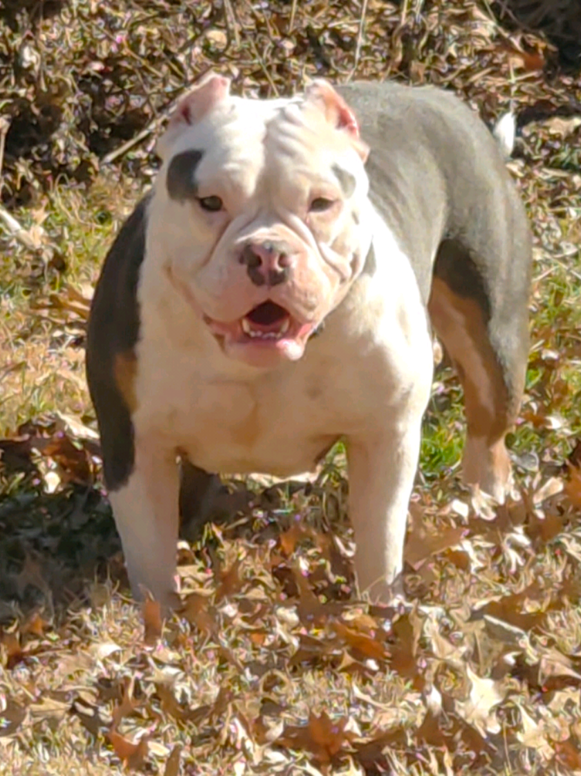 @125 BullyCamp