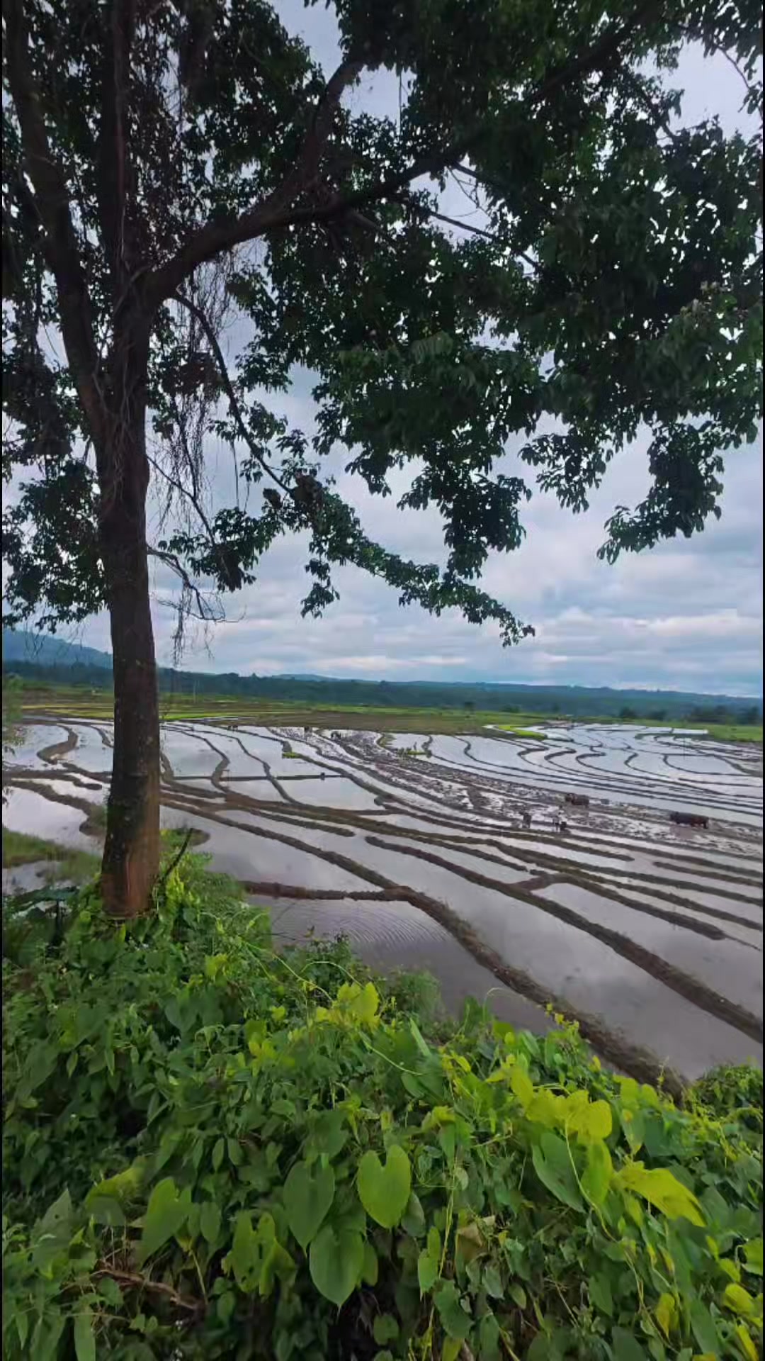 @Fast_Furious__@🇧🇹