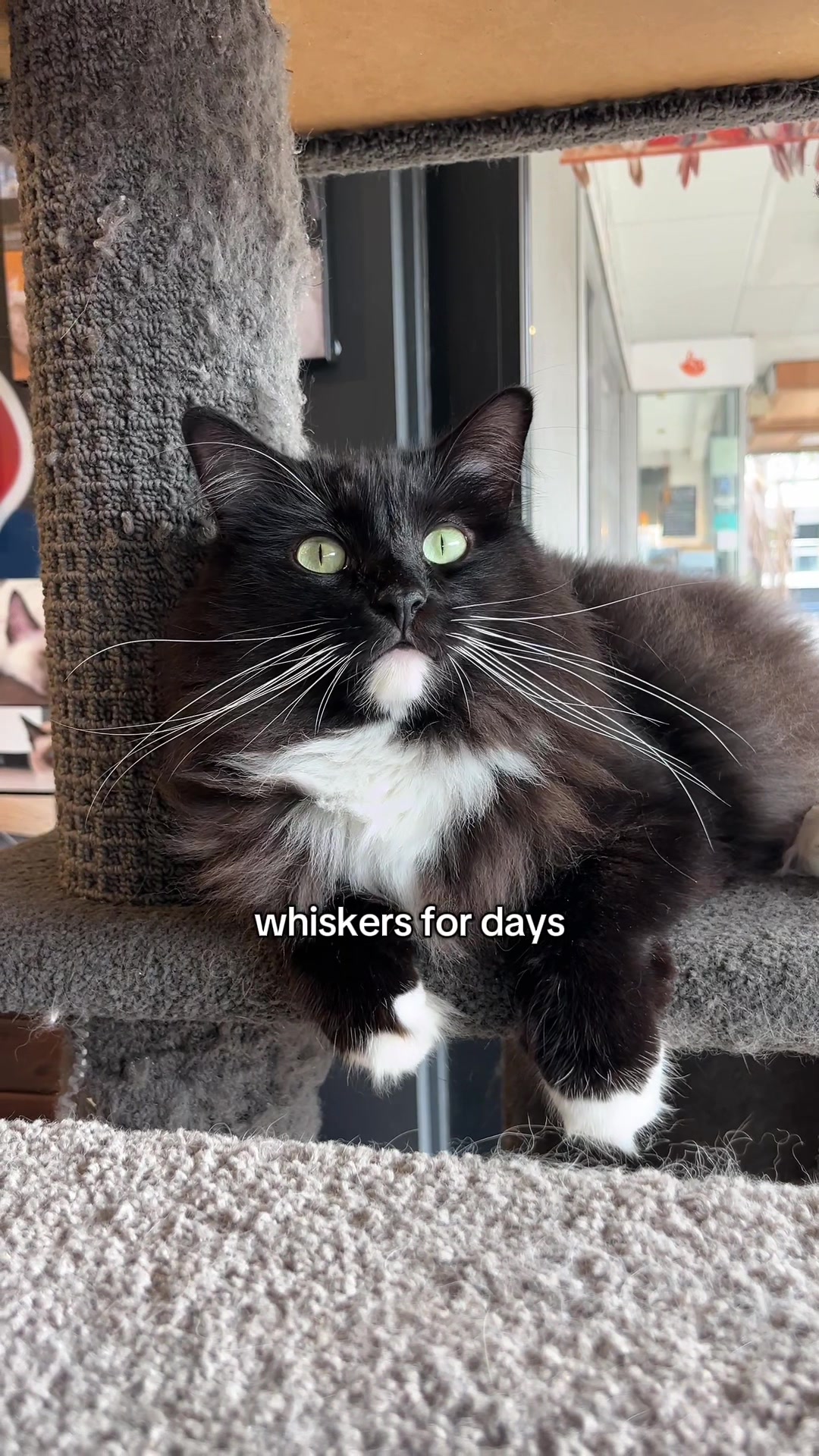 @crazycatcafe