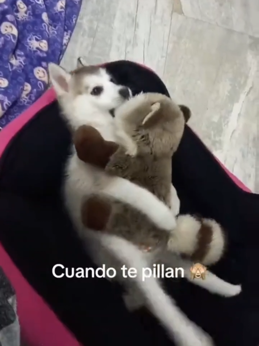 @thedogmeme