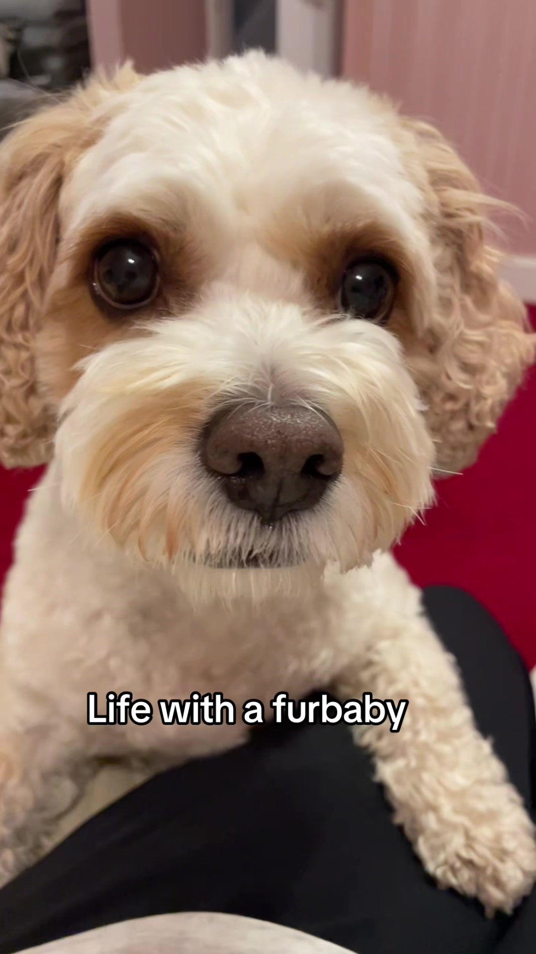@My Cavachon