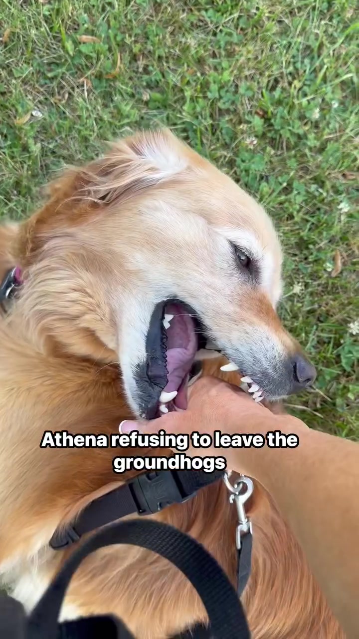 @AthenaTheGoldenQueen