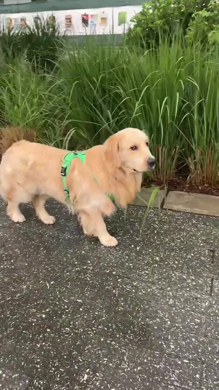 @Frank & George the NYC goldens