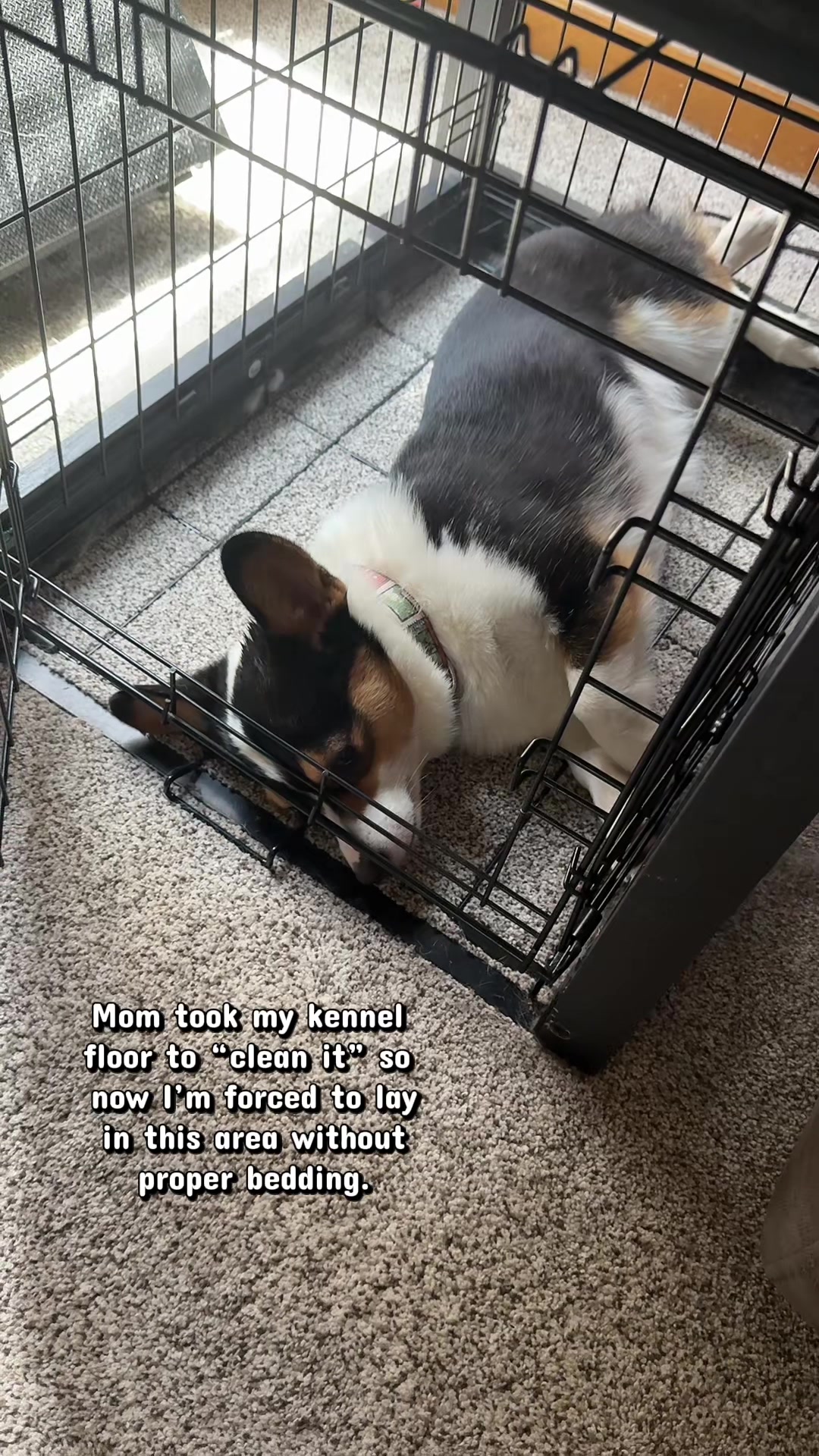 @Little Miss Rosie 🐾