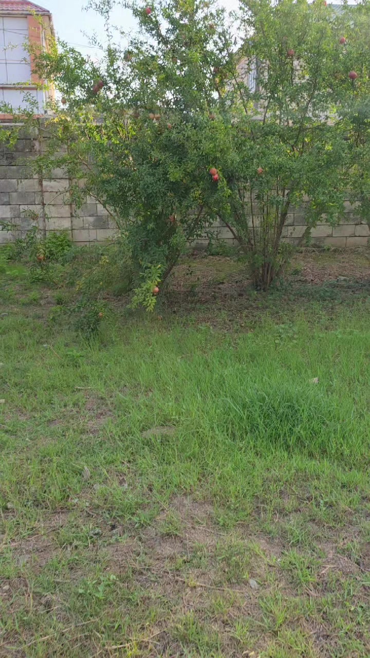 @лев