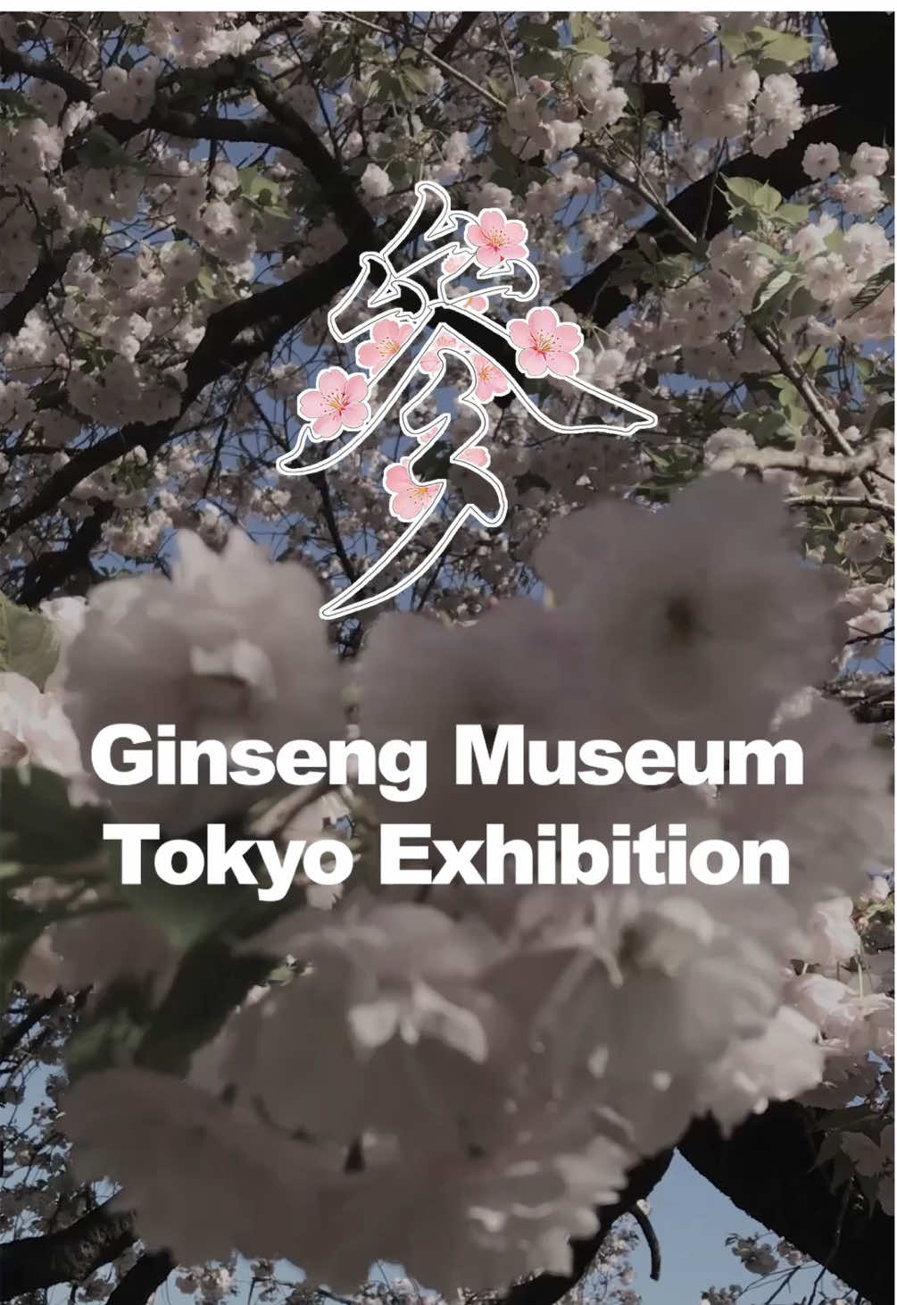 @Ginseng Museum
