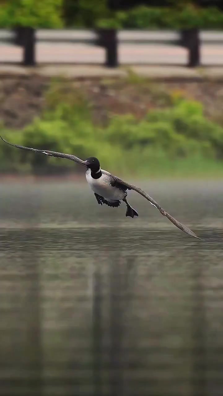 @🦅𝒵𝒜𝒦𝒪🦅