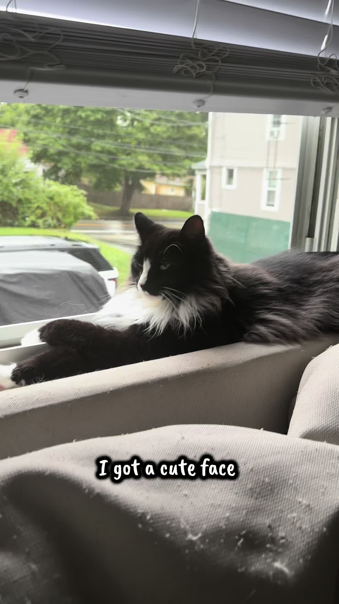 @TailsandWhiskersCo