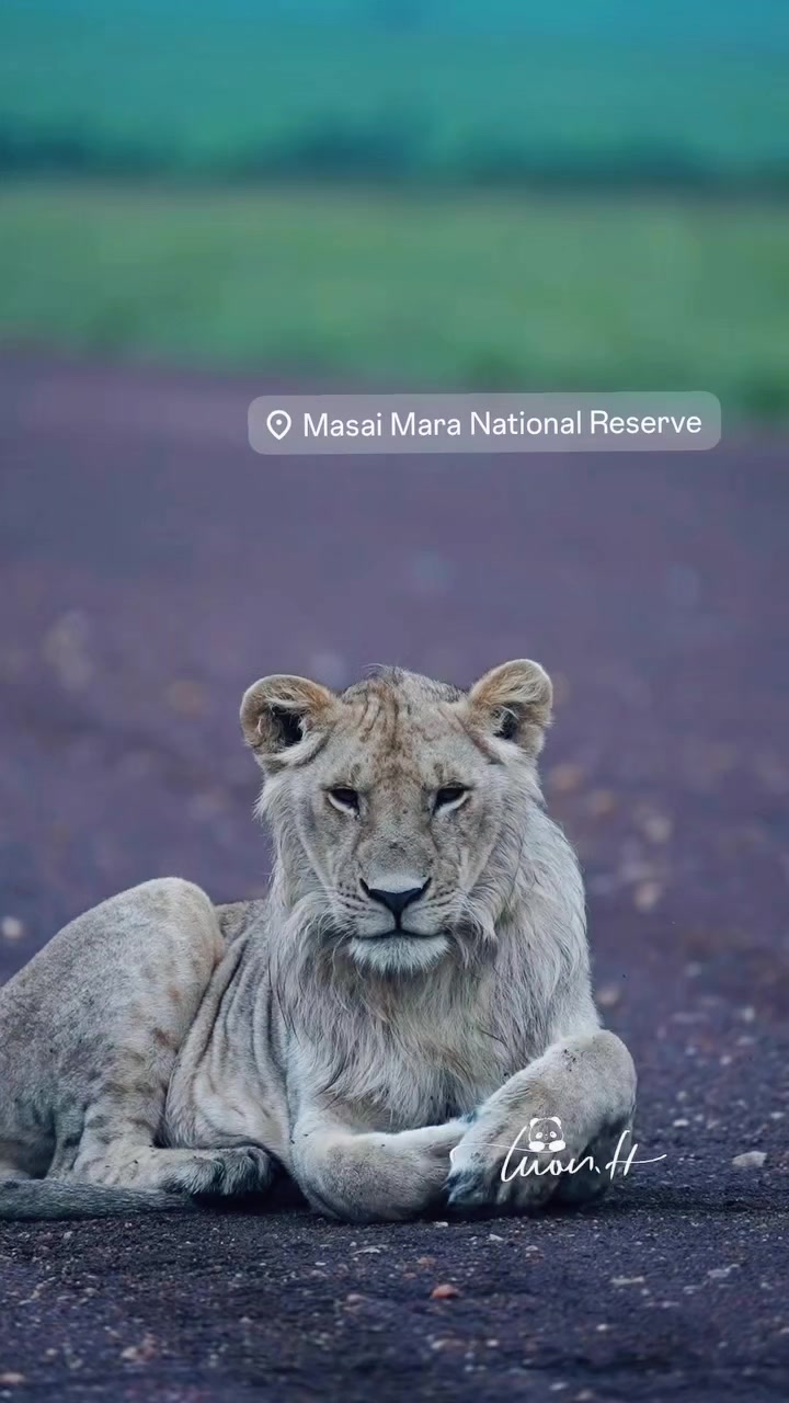 @Guzzicar🦁