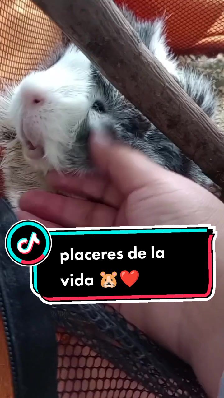 @elrat&oacute;n